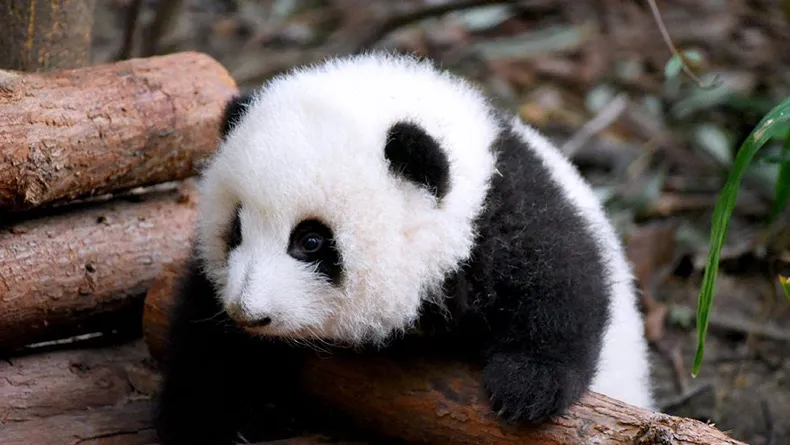 花花，和我们在成都的“慢”哲学